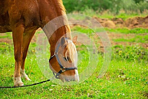 One adult red horse with the blue halter is eating the grass in outdoors