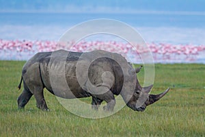 One adult white rhino walking with the Lake Nakuru and pink flamingos in the background in Kenya