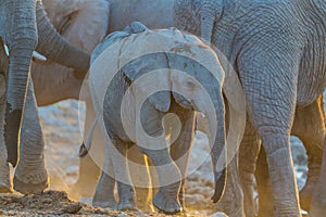 One african elephant cub loxodonta africana standing inbetween adults