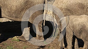 One african elephant cub loxodonta africana standing inbetween adults