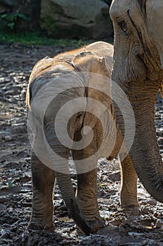 One african elephant cub loxodonta africana standing inbetween adults