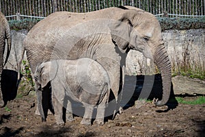 One african elephant cub loxodonta africana standing inbetween adults