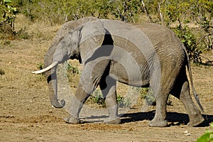 One African Elephant male walking captured sideways