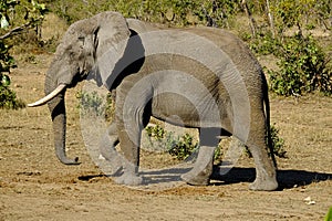 One African Elephant male walking captured sideways