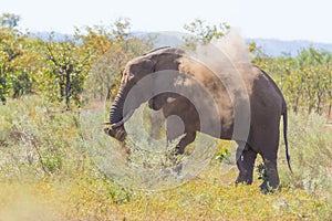 One African Elephant walking in the distance and blowing dust. Wildlife Safari in the Kruger National Park, the main travel