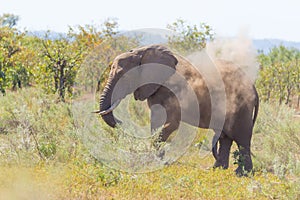 One African Elephant walking in the distance and blowing dust. Wildlife Safari in the Kruger National Park, the main travel destin