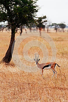 One African Gazelle in grass meadow of Serengeti Savanna - African Tanzania Safari trip