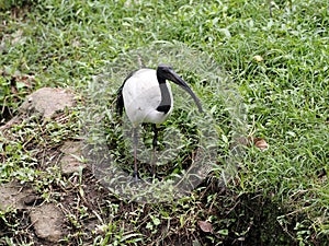 One African sacred ibis, Threskiornis aethiopicus, foraging in grass, Malaysia