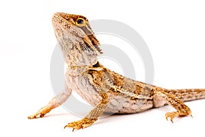 One agama bearded on the white background