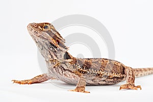 One agama bearded on the white background