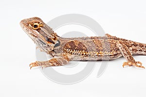 One agama bearded on the white background