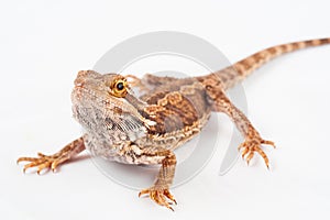 One agama bearded on the white background