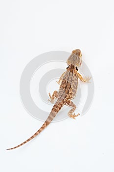 One agama bearded on the white background