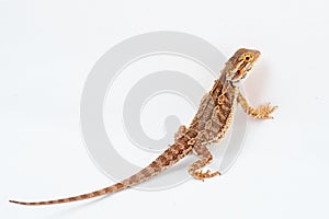 One agama bearded on the white background