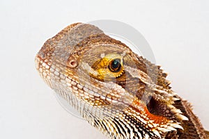 One agama bearded on the white background