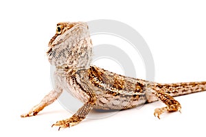 One agama bearded on the white background