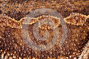 One agama bearded on the white background