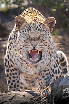 One aggressive male Leopard bearing teeth Kruger South Africa