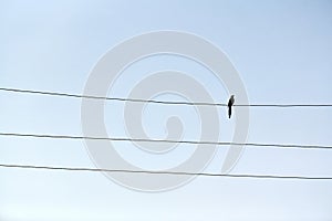 One alone bird on wire