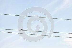 One alone bird on wire