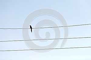 One alone bird on wire