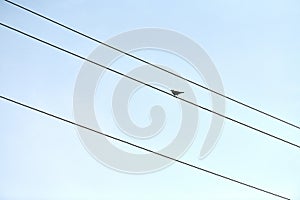 One alone bird on wire