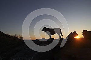 one, alone large Dog silhouette on pot of mountain sunset sky background. Golden light shining on a golden dog. homeless Dog