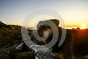 one, alone large Dog silhouette on pot of mountain sunset sky background. Golden light shining on a golden dog. homeless Dog