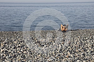 one, alone man sunbathing, guy lies on a pebble coast beach on a tropical coastline. back, rear view. Young sporty male sitting at