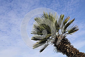 one, alone Palm tree leaves waving on wind, low angle view. Coconut palm Cocos nucifera, Dominican Republic, Caribbean. Coconut