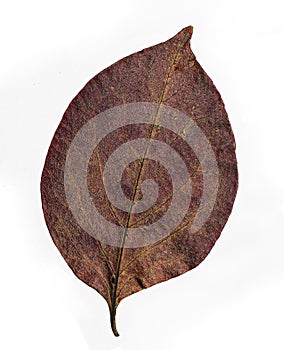 one, alone red, brown dry leaf isolated on white background. Colorful of autumn season. top view