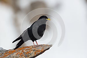 One alpine chough bird pyrrhocorax graculus standing on rock,