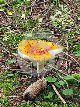 One Amanita muscaria on moss and cone