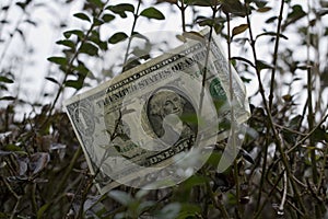 One american dollar on the tree