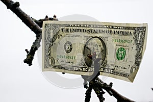 One american dollar on the tree