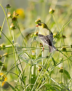 One American Goldfinch Male in a Meadow