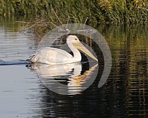 One American white pelican, binomial name Pelecanus erythrorhynchos, swimming in White Rock Lake in Dallas, Texas.