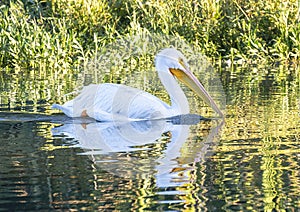 One American white pelican, binomial name Pelecanus erythrorhynchos, swimming in White Rock Lake in Dallas, Texas.