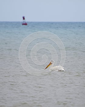 One American White Pelican Swimming Alone