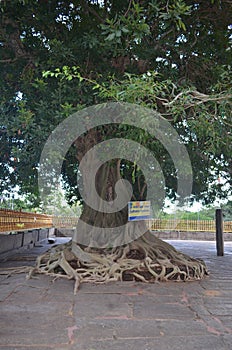 One of Ancient Nuga tree