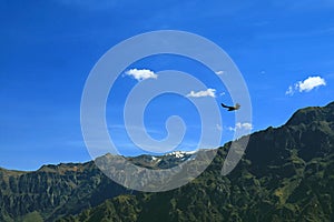 One Andean Condor Flying over the Colca Canyon, View from Cruz del Condor Viewpoint, Arequipa Region of Peru