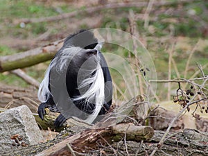 One angola colobus sit on the branch