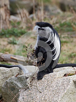 One angola colobus sit on the rock