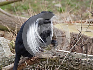 One angola colobus sit on the tree trunk