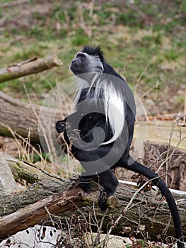 One angola colobus stand on the tree trunk