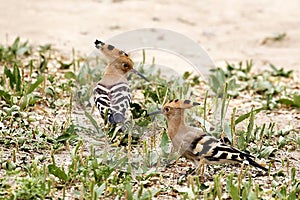 One after another, two hoopoes are plying and searching on ground.