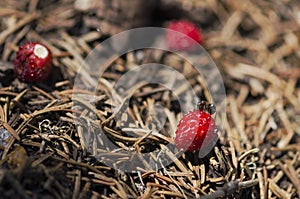 One ant testing wild strawberry in an anthill