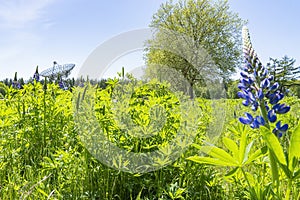 One of the antennas of Westerbork Synthesis Radio Telescope appears behind this field of blue lupines photo