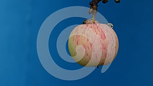 One apple on a blue background, isolate. The water falls from the rain. Background picture.