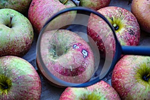 One apple magnified with a magnifying glass compared to the others in the crate where the other apples are stacked. Bitter pit is